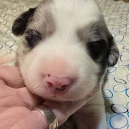 NICK, Mr Green - Black and white male Border Collie puppy in San Tan Valley, Arizona from Sherry's Border Collies