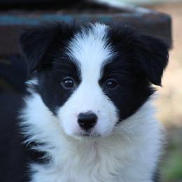 Lumi - Black female Border Collie puppy in Tylertown, Mississippi from Cool Meadow Farms
