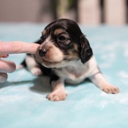 Isabelle - Piebald female Dachshund puppy in Barnesville, Pennsylvania from Dachsy