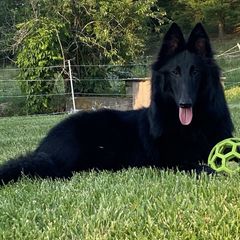 Belgian Sheepdog puppies from Wildmour Kennels
