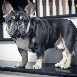 London - French Bulldog