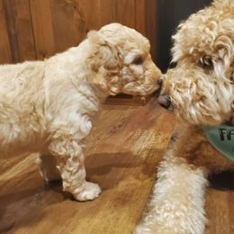 Angel - Cream Goldendoodle puppy in Lebanon, Oregon from Goldenvalley Doodles