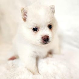 Sugar - White female Pomeranian puppy in Cleveland, Tennessee from Deborah's Darlings