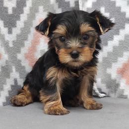 Lola - Blue and gold female Yorkshire Terrier puppy in Monticello, Iowa from Ashley’s Puppies