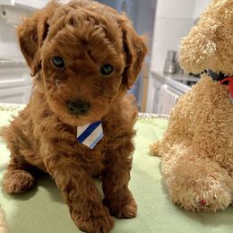 No - Red  male Poodle puppy in Salem, Oregon from Lidiya Poodles