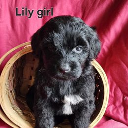 Lily - Black and white female Portuguese Water Dog puppy in Narvon, Pennsylvania from Prized Family Porties