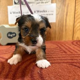 Boy 4 - Parti male Yorkshire Terrier puppy in Bear Creek, North Carolina from Yorkie Time