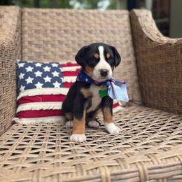 Laura - Black, white and red female Greater Swiss Mountain Dog puppy in Chester, Illinois from Hilltop Swissys