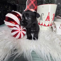 Flasher - Black male Miniature Schnauzer puppy in Titusville, Florida from Alysha's Grandbabies