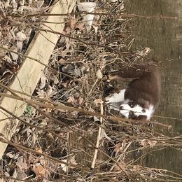 Australian Shepherd Puppies from Soggy Bottom Farms
