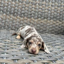 Vienna - Dapple female Dachshund puppy in Stilwell, Oklahoma from Mountain Top Dachshunds