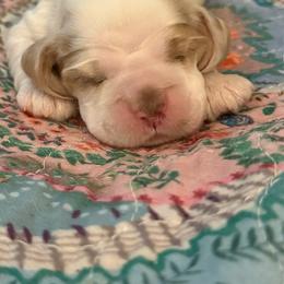 Orange collar boy - Red and white male Cocker Spaniel puppy in Boca Raton, Florida from Gold-Coast Cockers