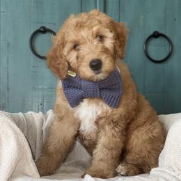 Rowan - Red  male Goldendoodle puppy in Layton, Utah from Gracious Doodle Dogs