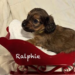 Dachshund Puppies from Mobile Mini Dachshunds