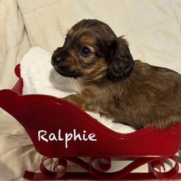 Dachshund Puppies from Mobile Mini Dachshunds