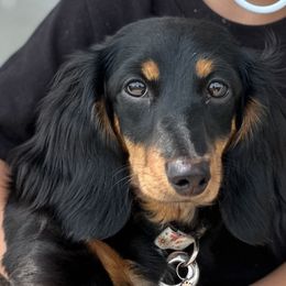 Dachshunds from Hoosier Doxies