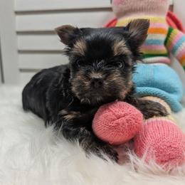 Aramis - Black and gold male Yorkshire Terrier puppy in Austin, Texas from Rhine Valley Yorkies