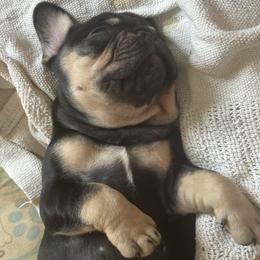 Patrick - Black and tan French Bulldog puppy in Philadelphia, Pennsylvania from Kiki Leigh Frenchies