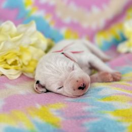 Girl 1 - Pink - White and black Dalmatian puppy in Hillsville, Virginia from Spot On Dalmatians