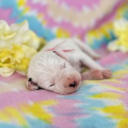 Girl 1 - Pink - White and black Dalmatian puppy in Hillsville, Virginia from Spot On Dalmatians