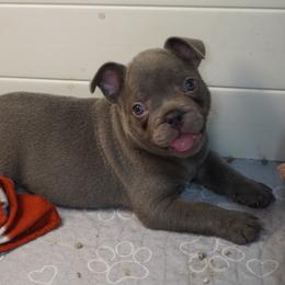 Boy 3 - male French Bulldog puppy in Memphis, Tennessee from Love A Bull Frenchies