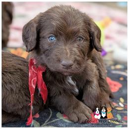 Male pick 5 - F1 Labradoodles - OFA-Genetics-2 Year Warranty. - Chocolate male Labradoodle puppy in Jeddo, Michigan from Apple Creek Doodles