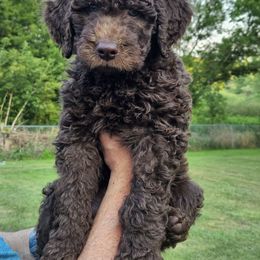 SKIPPER - Chocolate male Goldendoodle puppy in Jeddo, Michigan from Bert's Doodles