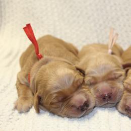 Golden Retriever puppies from Golden Dreams