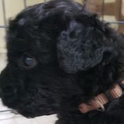 Rio - Spanish Water Dog puppy from The Woolly Dog Ranch