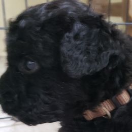 Rio - Spanish Water Dog puppy from The Woolly Dog Ranch