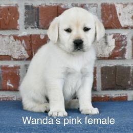Pink female - Yellow female Labrador Retriever puppy in Mississippi from Sure Shot English Labs