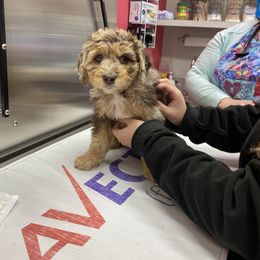 Aussiedoodle Puppies from Gore Doodle Ranch