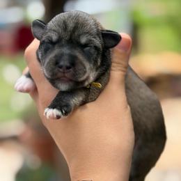 Yellow collar - Salt and pepper female Miniature Schnauzer puppy in Brownwood, Texas from Texas Dreams Mini Schnauzers