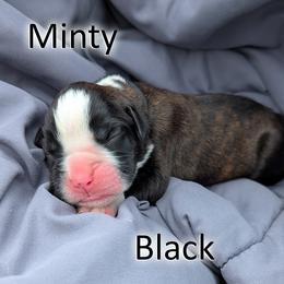 Minty - Black - Brindle female Boxer puppy in Sherrill, Iowa from Balltown Boxers