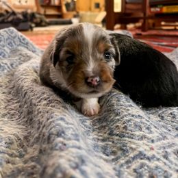 Miniature Australian Shepherd and Toy Australian Shepherd Puppies from Columbia Coast Toy & Mini Aussies