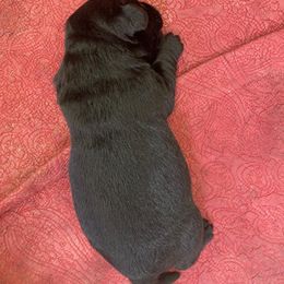 Johnny Cash - Black male Labrador Retriever puppy in Maynardville, Tennessee from Three Bears Labradors