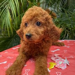 Daidai - Red  female Poodle puppy in Fort Myers, Florida from Katherine’s Yorkies and Poodles