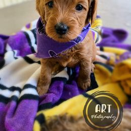 Goldendoodle Puppies from BasilBella’s Doodles