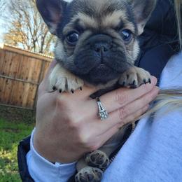 French Bulldog Puppies from Emeraldfrenchies