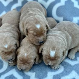 Girl 5 - Dark golden female Golden Retriever puppy in Tonasket, Washington from Denzil’s Goldens