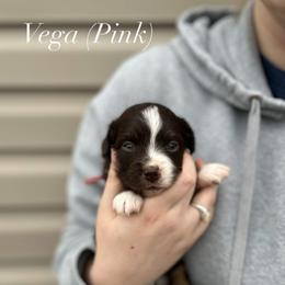 Vega - Red tri-color female Miniature American Shepherd puppy in Greenwood, Indiana from Barnaby’s Barn Dog’s