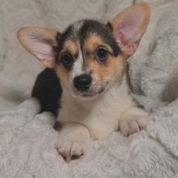 Pansy - Black and tan female Pembroke Welsh Corgi puppy in Northwood, Iowa from Sorrel Sands Corgis