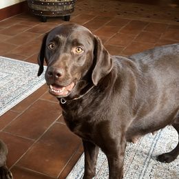 Indie - Labrador Retriever