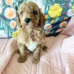 Puppy 6 - Apricot female Irish Doodle puppy in Bloomfield, Iowa from Schooley Doodles