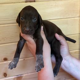Red - Liver male German Shorthaired Pointer puppy in Roodhouse, Illinois from Hurricane Creek Gun Dogs