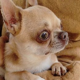 Dmitry - Chihuahua