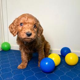 F1B Goldendoodle Bay - Red  male Goldendoodle puppy in Redding, California from Casa Delarosa Collective Poodles & Doodles