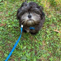"Camden now David " Shih Tzu All Grown Up from Wild Wind Shih Tzu