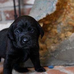 Labrador Retriever Puppies from Knotty Creek Labradors