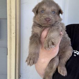 Landon - Isabella male German Shepherd puppy in Watervliet, Michigan from M&M Shepherd Farms
